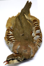 Load image into Gallery viewer, Feathers
